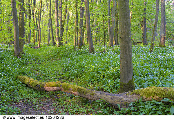 Baum fallen fallend fällt Wald Bärlauch Allium ursinum Buche Buchen Lauch Deutschland Hessen
