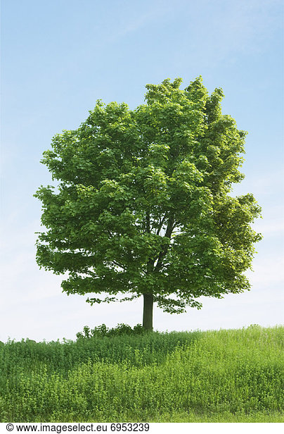 Baum Feld groß großes großer große großen Ahorn