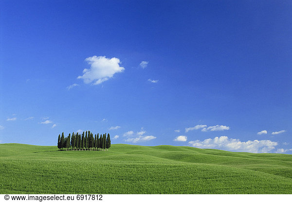 Baum  Feld  Hain  Italien  Toskana