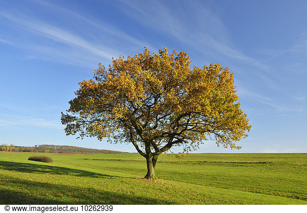 Baum Feld Herbst Eiche Deutschland Hessen
