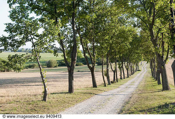 Baum Fernverkehrsstraße Menschenreihe Ungarn
