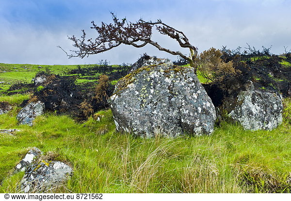 Baum  Fernverkehrsstraße  Sumpf  Connemara  County Galway  Irland  alt  zerzaust