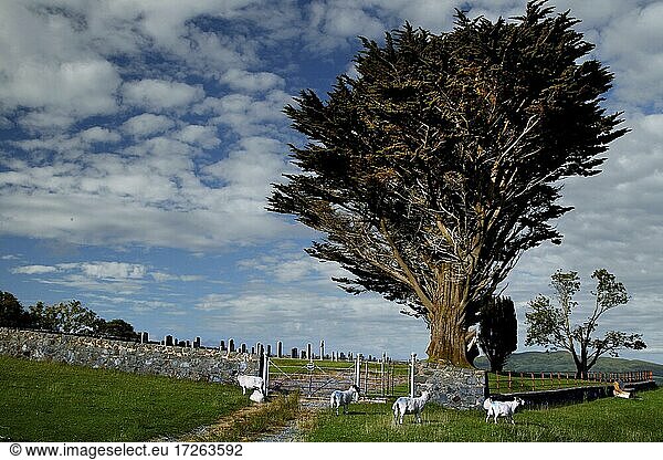 Baum  Friedhof  Loch Spleve  Mull  Innere Hebriden  Hebriden  Highlands  Hochland  Schottland  Großbritannien  Europa