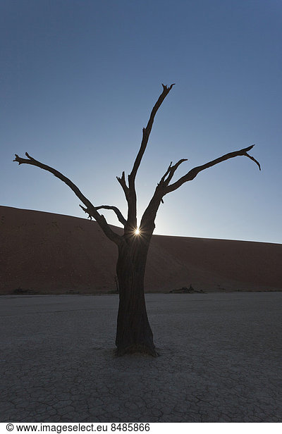 Baum frontal Düne Namibia Namib Zimmer Akazie