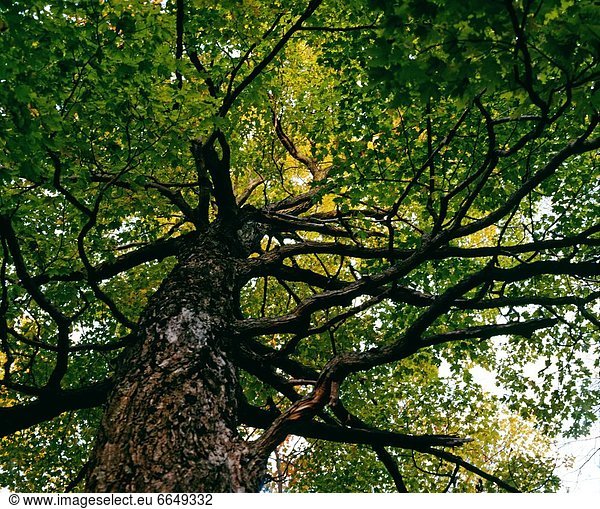 Baum Froschperspektive