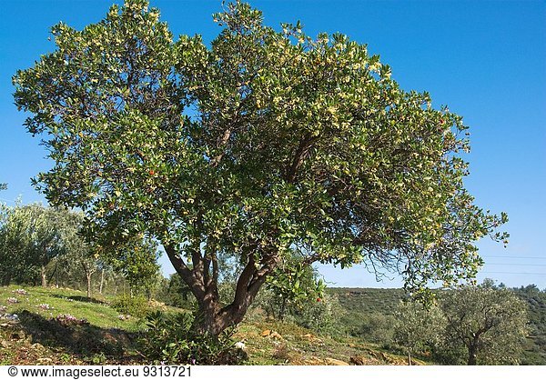 Baum Frucht blühen Erdbeere Griechenland Halbinsel