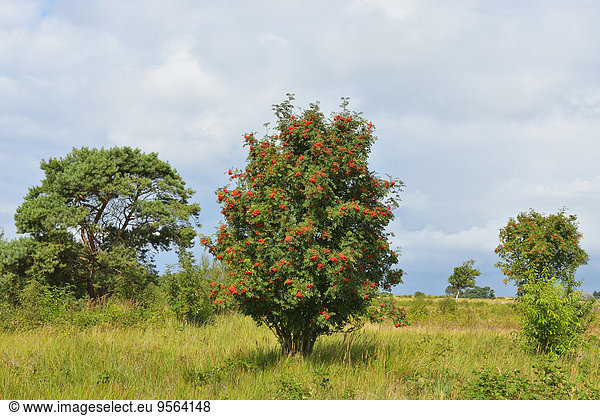 Baum Frucht Eberesche Sorbus aucuparia Ostsee Baltisches Meer Deutschland reif