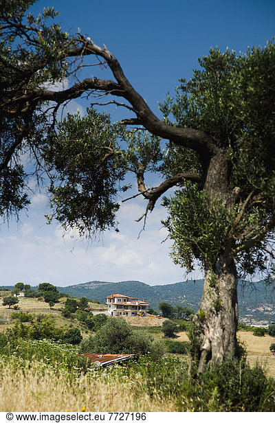 Baum Gebäude Hügel Ruine hoch oben Ansicht Olive