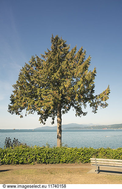 Baum gegen blauen Himmel  Vancouver  Britisch-Kolumbien  Kanada