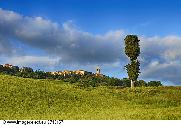 Baum  grün  Berggipfel  Gipfel  Spitze  Spitzen  Feld  UNESCO-Welterbe  Italien  Pienza  Toskana