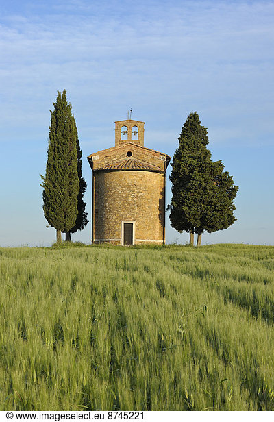 Baum  grün  Feld  Kapelle  Italien  Toskana