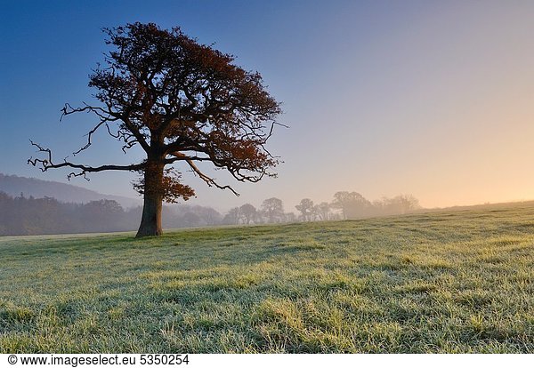 Baum  Großbritannien  Agrarland  Morgendämmerung  Eiche  Kälte  England