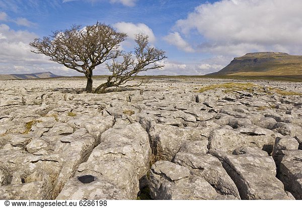 Baum  Großbritannien  Wachstum  weiß  Yorkshire and the Humber  England  Kalkstein