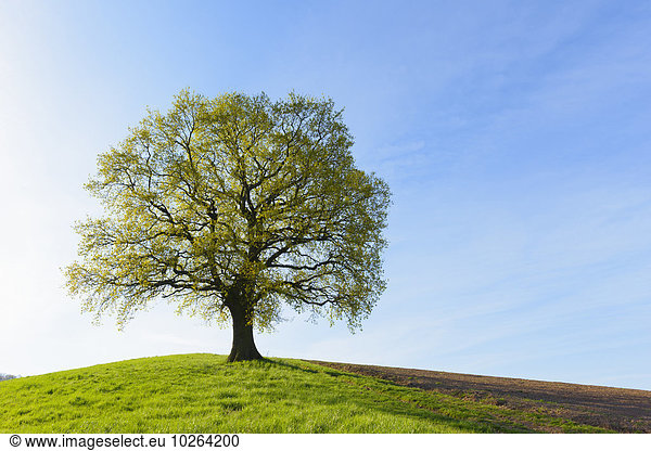 Baum Hügel früh Eiche Deutschland Hessen alt