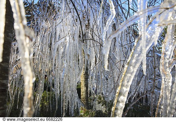 Baum hängen Ast Eiszapfen