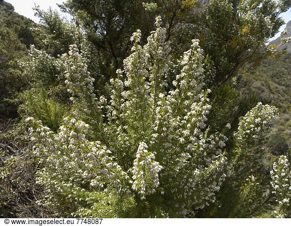 Baum-Heide  Baumheide (Erica arborea)  La Gomera  Kanaren  Spanien  Europa