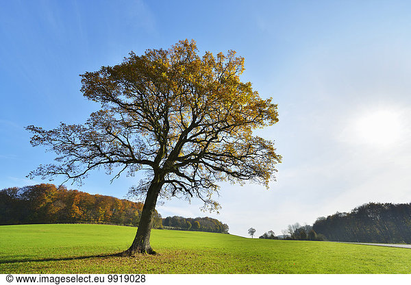 Baum Herbst Eiche Deutschland Hessen Sonne