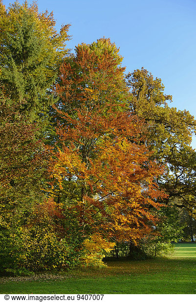 Baum Herbst Wiese