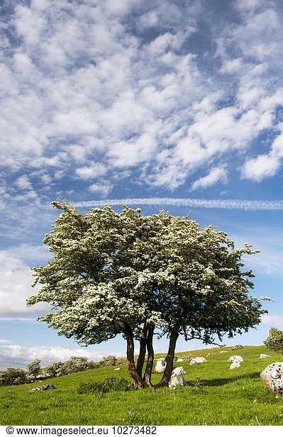 Baum Himmel Blüte Wiese England Cumbria Weißdorn Kalkstein