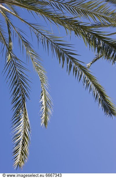 Baum Himmel hängen blau Palme Farn
