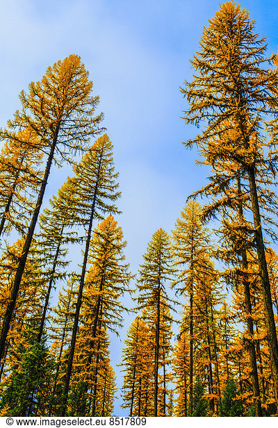 Baum  Himmel  Herbst  blau  Kiefer  Pinus sylvestris  Kiefern  Föhren  Pinie