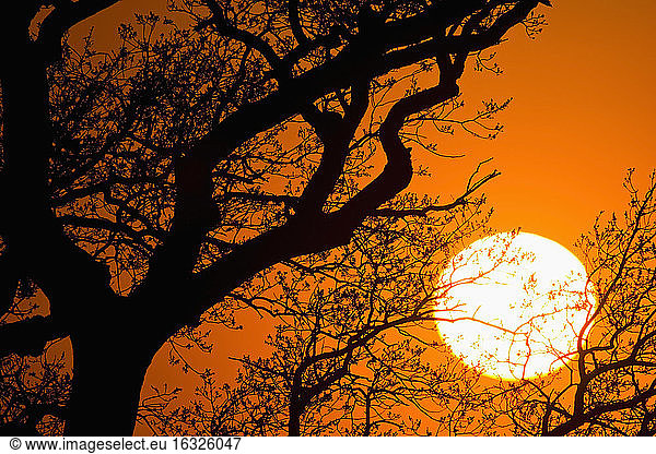 Baum im Gegenlicht der Abendsonne