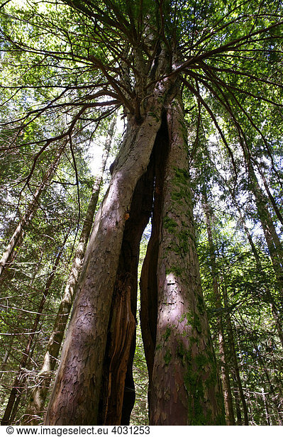 Baum im Naturpark Paterzeller Eibenwald bei Wessobrunn Oberbayern Bayern Deutschland Europa