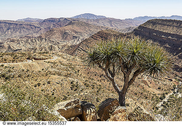 Baum im äthiopischen Escarpment; Region Afar  Äthiopien