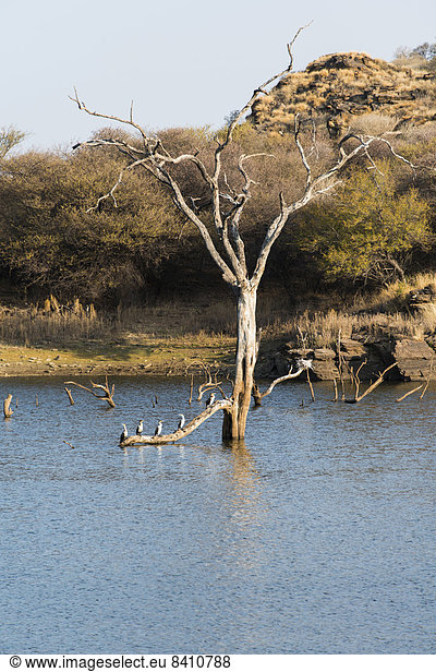 Baum im Wasser,  Andreasdamm,  Khomas,  Namibia
