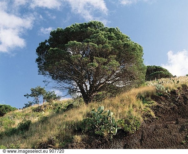 Baum in den Bergen. Funchal. Insel Madeira. Portugal