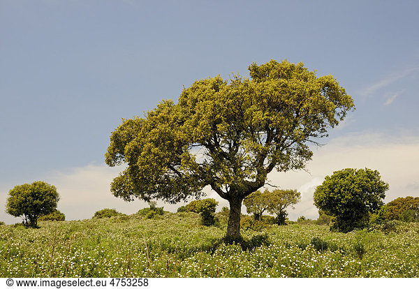 Baum in der Maccia im Plateau von Cauria  Korsika  Frankreich  Europa