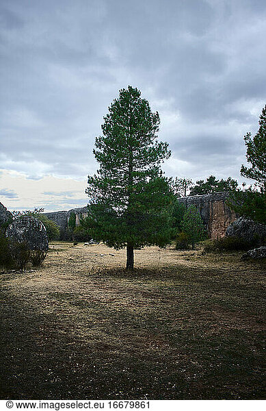 Baum in der Naturlandschaft La ciudad encantada in Cuenca (Spanien)