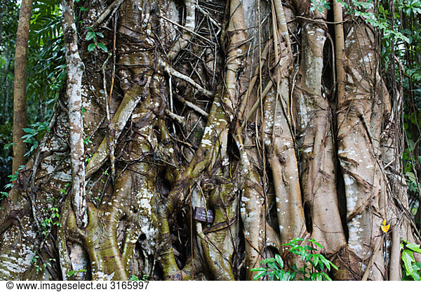 Baum in einem Dschungel,  Thailand.