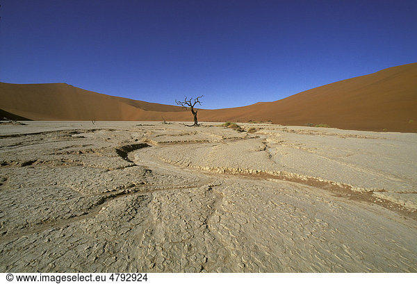 Baum in vertrocknetem Flussbett  Deadvlei  Namib Naukluft Park  Namibia  Afrika