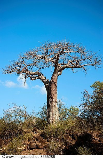 Baum jung Kruger Nationalpark Afrika Süden