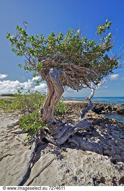 Baum  Küste  Aruba