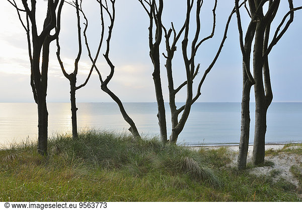 Baum Küste Wald Buche Buchen Ostsee Baltisches Meer Darß Deutschland Prerow
