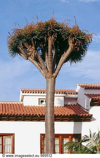 Baum Kanaren Kanarische Inseln Drache Spanien Teneriffa