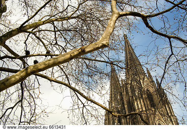 Baum  Kathedrale  Ast  Köln  Deutschland