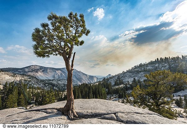 Baum  Kiefer auf einem Steinplateau am Olmsted Point  Yosemite National Park  Kalifornien  USA  Nordamerika