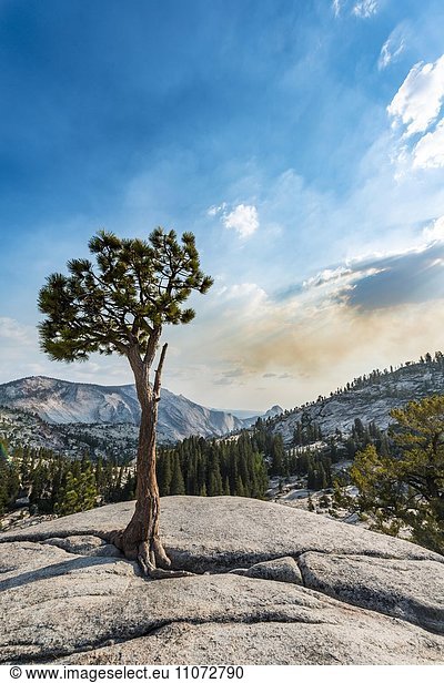 Baum  Kiefer auf einem Steinplateau am Olmsted Point  Yosemite National Park  Kalifornien  USA  Nordamerika