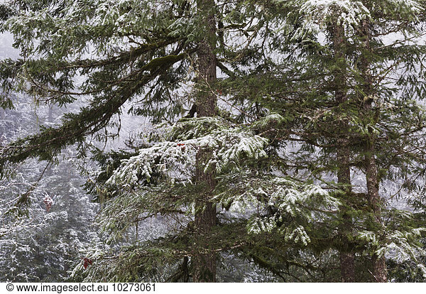 Baum Kiefer Pinus sylvestris Kiefern Föhren Pinie British Columbia Chilliwack Frost