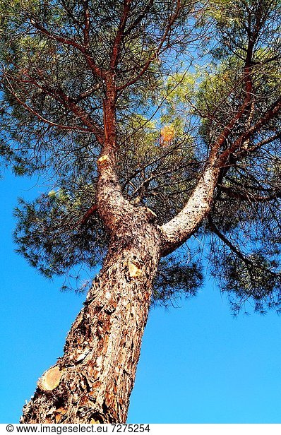 Baum  Kiefer  Pinus sylvestris  Kiefern  Föhren  Pinie  Region In Nordamerika  Spanien
