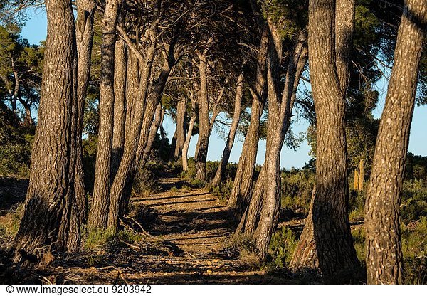 Baum Kiefer Pinus sylvestris Kiefern Föhren Pinie Spanien