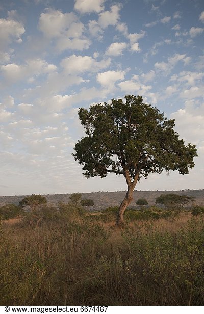 Baum  Landschaft