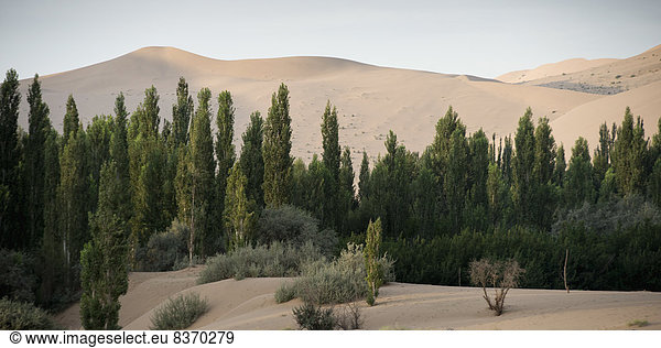 Baum  Landschaft  Sand  Fokus auf den Vordergrund  Fokus auf dem Vordergrund