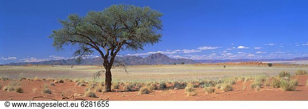 Baum  Landschaft  Wüste  Namibia  Namib Naukluft Nationalpark  Dorn  Afrika  Kamel