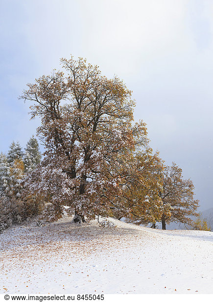 Baum Laub Österreich Schnee Tirol