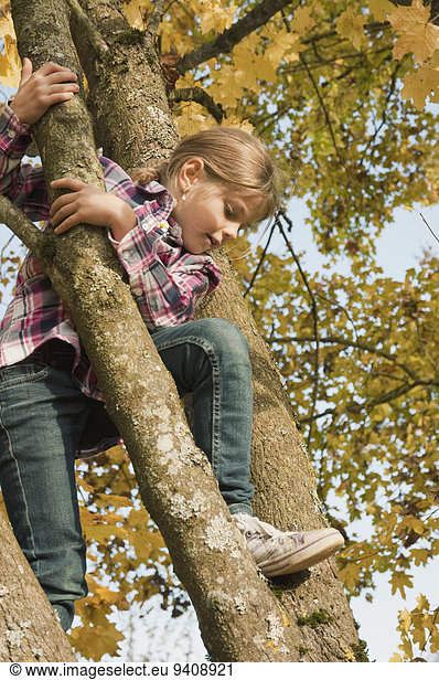 Baum Mädchen klettern