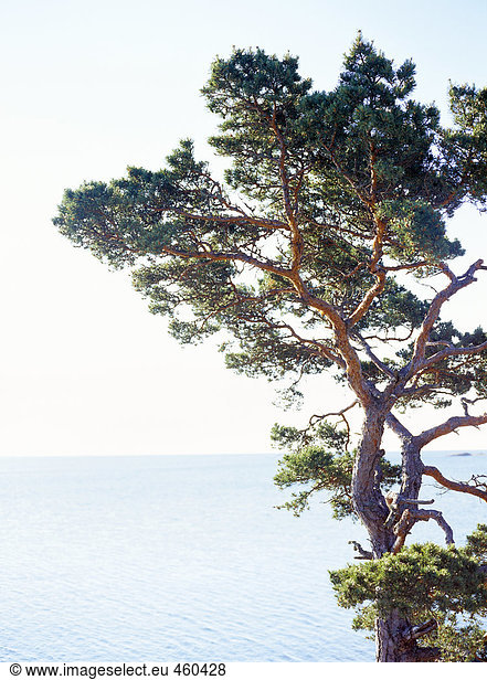 Baum Meer Kiefer Pinus sylvestris Kiefern Föhren Pinie
